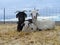 Three goats resting together in hay