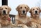 Three Golden Retriever dogs