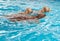 Three golden retriever dogs swimming in pool.