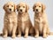 Three golden retriever puppies sitting on a white background