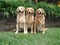 Three Golden Retrievers