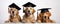 Three Golden Retrievers In Graduation Hats