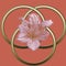 Three golden ring Celtic illustration with azalea flower on a pink background