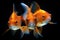 Three Goldfish in Aquarium Facing Forward