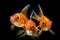 Three Goldfish in Aquarium Facing Forward