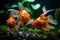 Three Goldfish in Aquarium Facing Forward