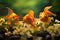 Three Goldfish in Aquarium Facing Forward