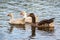 Three Gooses swiming on river, looking for somesing to eat