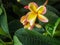 Three gorgeous frangipani flowers.