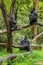 Three gorillas are looking at each other in silence