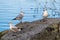 Three graceful gulls on stone at lake