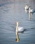 Three graceful white swans Cygnus olor swimming on a lake or sea