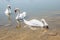 Three Graceful white Swans swimming in the lake, swans in the wild