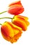 Three gradient warm color tulip