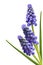 Three Grape Hyacinth Flower