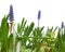 Three grape hyacinths