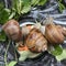 Three grape snails in the terrarium. They eat greens. Filmed from above