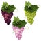 Three grape varieties on a white background
