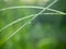 Three grass blade covered with small dewdrops in the morning. Green grass growing in the meadow at summer, close up view