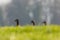 Three gray geese anser anser in the green meadow