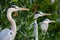 Three gray herons looking in the same direction