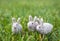 Three Gray White Felted Bunnies or Rabbits in Green Grass
