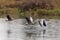 Three graylag gooses anser anser flying over water with grassl