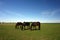 Three grazing horses