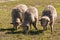 Three grazing merino sheep