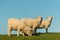 Three grazing sheep