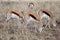 Three grazing Springbok in a field