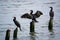 Three Great Cormorants