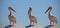 Three Great Pink Namibian Pelicans Birds Against a Bright Blue Sky