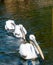 Three Great White Pelicans