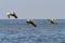 Three great white pelicans flying over sea