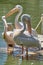 Three Great White Pelicans Pelecanus onocrotalus also known as Common Pelican or White Pelican