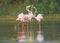 Three Greater flamingo family fun in the water.