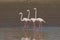 Three Greater flamingo family walking in the water.