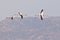 Three Greater Flamingos in flight