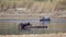 Three greater one-horned rhinoceros taking bath in Nepal