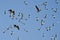 Three Greater White-Fronted Geese Flying Amid the Flock of Snow Geese