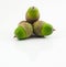 Three Green Acorns