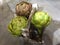 Three green artificial Protea Cynaroides in container