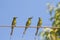 Three Green Bee eater birds perching on steel cable against blue