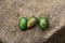 Three green beetles on a brown rock background