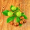 Three green chestnuts and a brown autumn set lies on a wooden table