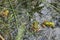 Three green frogs floating in the pond