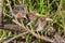 Three green heron chicks on a row Butorides virescens, Everglades National Park, Florida