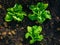 Three green lettuce planted in soil with few water drops