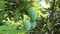 Three green mango fruit hanging on tree